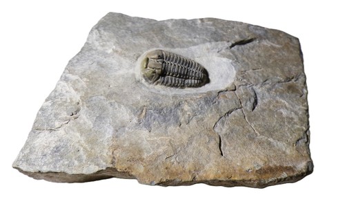 British ordovician calymene - british,