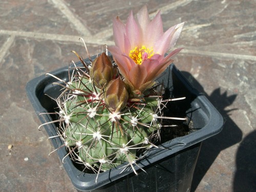 Sclerocactus parviflorus ssp