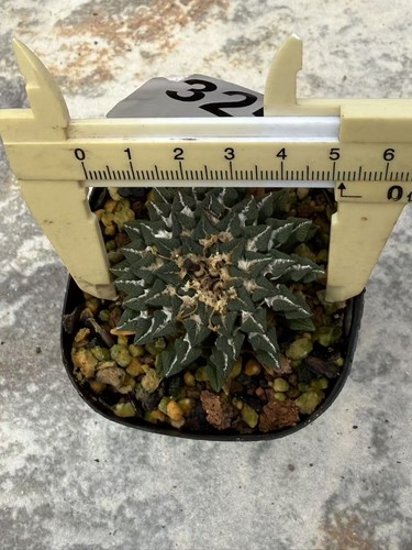 Ariocarpus kotschoubeyanus