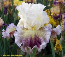 Iris TB, ‘Amaze' ﻿