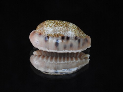Sea shell cypraea - caurica, f