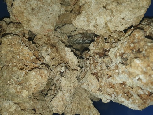 Rocce vive naturali gia - vive,