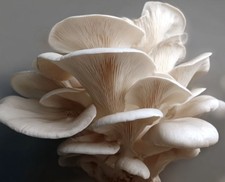 Coltura liquida fungo ostrica