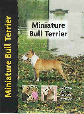 Miniature bull terrier - bull,