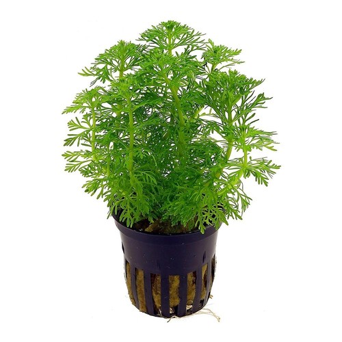 Limnophila