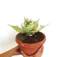 Agave titanota cv SQUALO BIANCO (foglie verde chiaro) - OTEROI no variegato