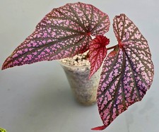 Begonia Red Linda Mutazione