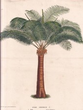French Antique Botanical