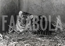 Foto vintage Francia, Cuccioli di tigre a Vincennes, 1964, stampa 21x15 cm