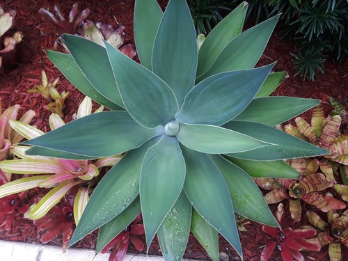 Agave attenuata fox - agave, tail
