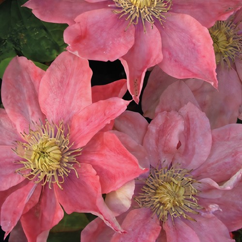 Clematide sirenetta - sirenetta,