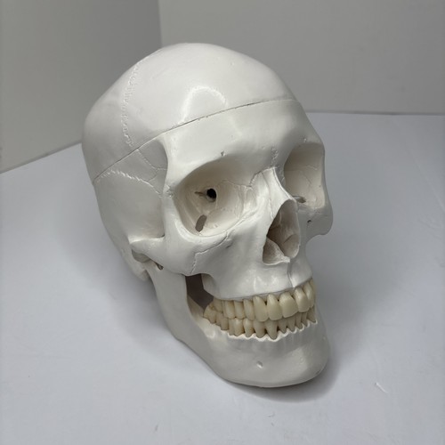Teschio umano modello