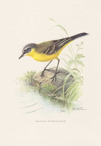 Schafstelze motacilla flava - schafstelze,