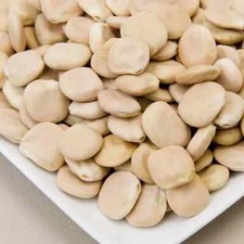 10 SEMI DI LUPINO “LUPINUS ALBUS L.” “SPEDIZIONE GRATUITA”