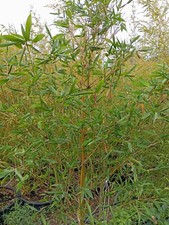 Pianta Bambù Gigante Bambusa