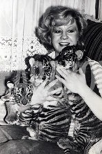 Foto vintage UK, Donna con tre cuccioli di tigre, stampa 21x15 cm