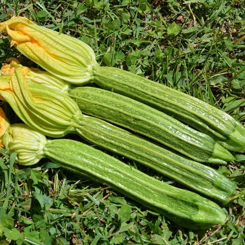 Zucchino romanesco numero di - -,
