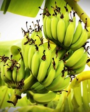 Pianta banano wild - pianta, ‘musa