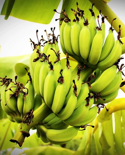 Pianta banano wild musa - banano,