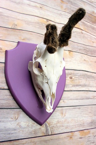 Scottish roe deer mount - roe,
