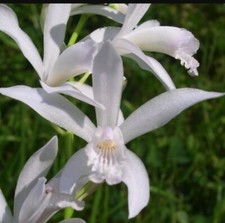 Bletilla striata alba