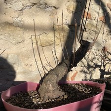 Acero Campestre Pre bonsai