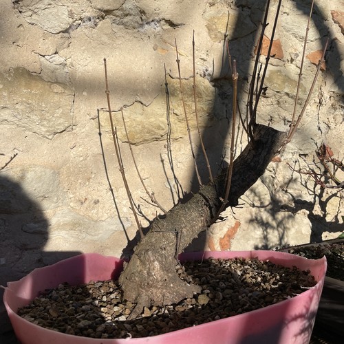 Acero campestre pre - pre, bonsai