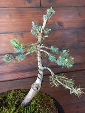 Bonsai di abete blu. Visita il