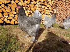 20 (no) UOVA DA COVA BRAHMA