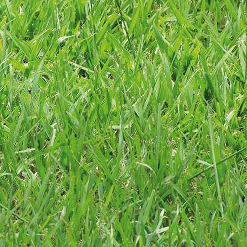 Gramignone - (paspalum, notatum)
