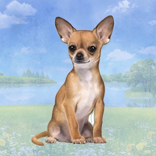 Borsa chihuahua pieghevole - borsa,
