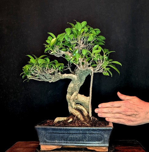 Bonsai fico cinese ficus - cinese,