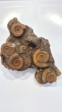 FOSSIL UNKNOW SPECIE STUNNING       !!