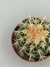 Echinocactus grusonii Brevispina Grow Wild Vaso 8 Gialla Coltivata All’aperto
