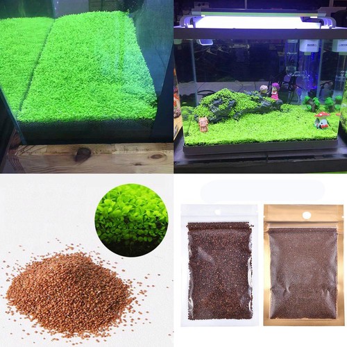 Semi piante acquario pesci - 5g,