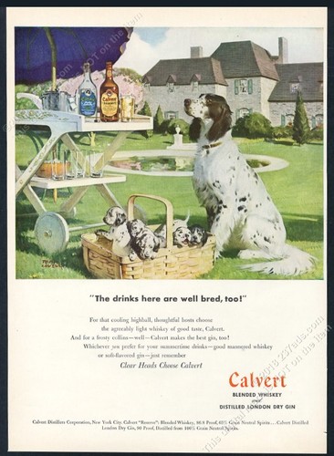 1947 setter inglese - setter, cani
