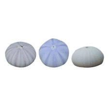  3 Pcs Guscio Di Riccio Mare