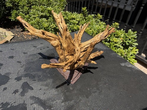 Cholla driftwood acquari pesci - driftwood,