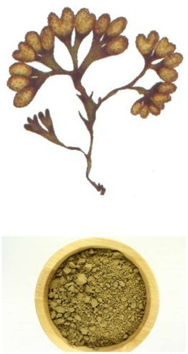 Fucus tallo polvere - fucus,
