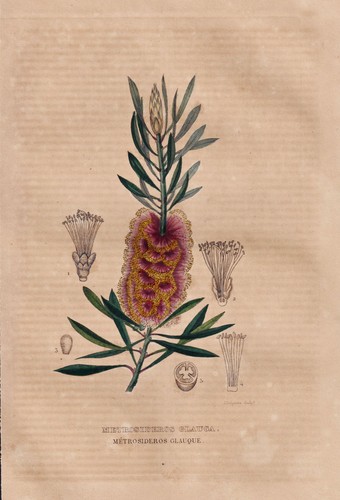 Cilindropulzer callistemon - cilindropulzer,