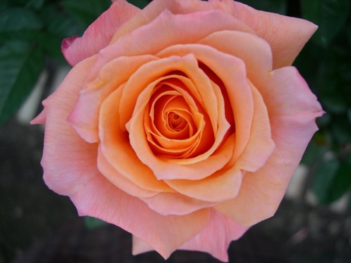 Arizona grandiflora rose - "arizona",