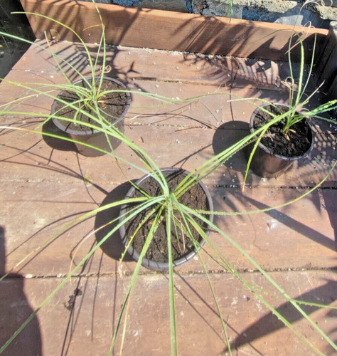 Dasylirion wheeleri desert - wheeleri,