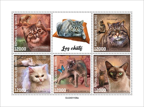 Gatti esotici pelo corto felis - esotici,