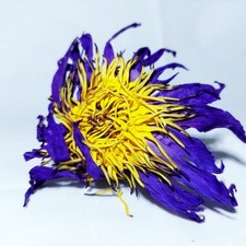 1 oz fiore di loto blu