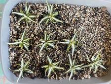 Rare agave victoriae reginae - victoriae,