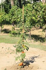 Palo Quadro Tutore con Punta