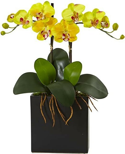 Orchidea gialla semi