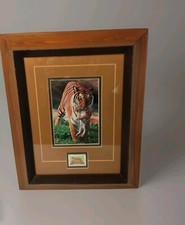 Panthera Tigress Carrying Cub