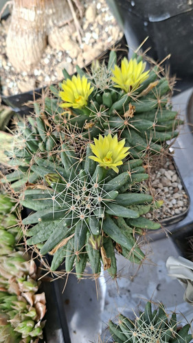 Mammillaria longimamma 21 - xl,,