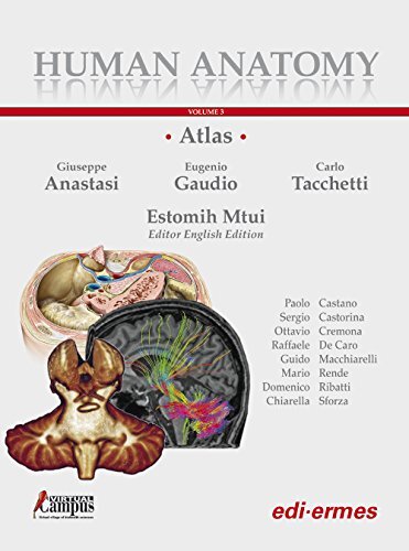 Human anatomy multimedial - human,